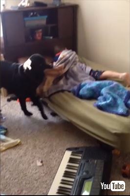 子どもを起こす犬