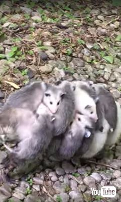 オポッサム