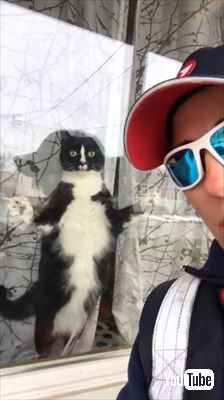 郵便屋さんと猫