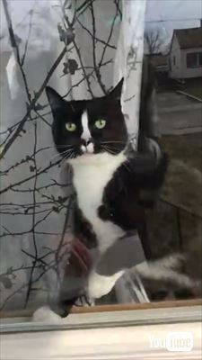 郵便屋さんと猫