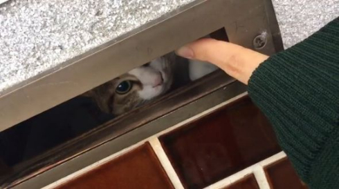 猫 郵便受け ポスト
