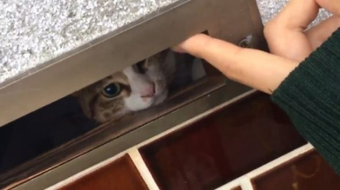 猫 郵便受け ポスト