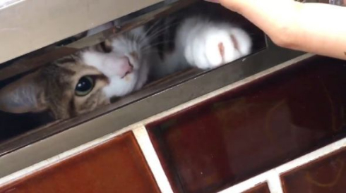 猫 郵便受け ポスト