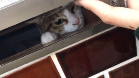 猫 郵便受け ポスト