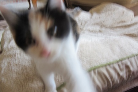 失敗した猫の写真