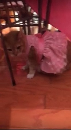 猫の誕生日パーティー