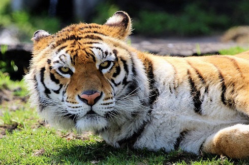 トラとデートなう