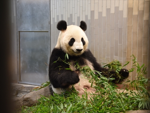 上野動物園ジャイアントパンダ　シンシン出産