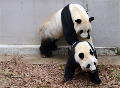 上野動物園ジャイアントパンダ　シンシン出産