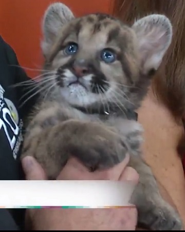 ピューマの赤ちゃんが米動物園で誕生　ミルクを飲む姿がキュン死するかわいさ