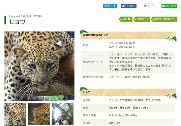 国内作家、ヒョウの赤ちゃん、最終値下げ mqdefault.jpg