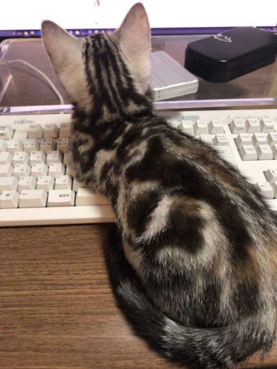 Twitter 乗っ取り 犯行現場 猫