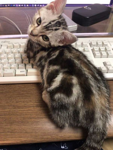 Twitter 乗っ取り 犯行現場 猫