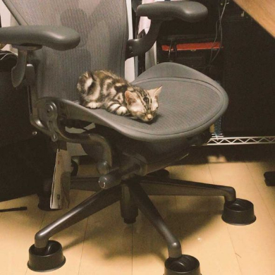 Twitter 乗っ取り 犯行現場 猫