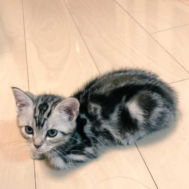 Twitter 乗っ取り 犯行現場 猫