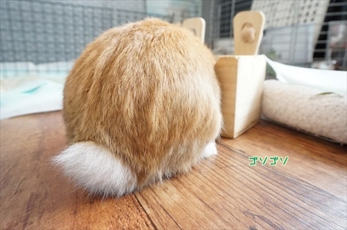 Amebaブログ　もんじももじじ