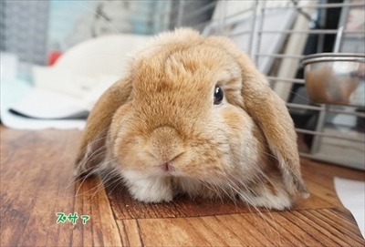 Amebaブログ　もんじももじじ