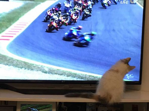 コーニャリング 猫 バイク テレビ カーブ 曲がる