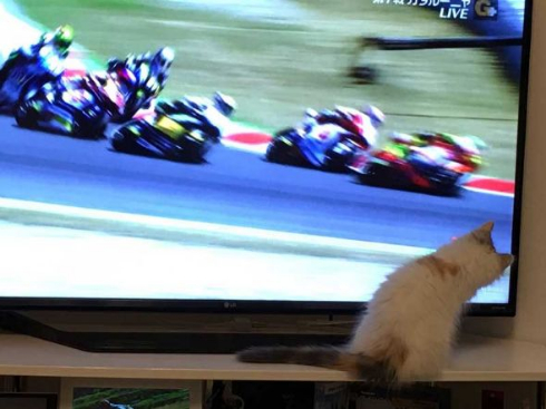 コーニャリング 猫 バイク テレビ カーブ 曲がる