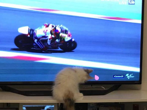 コーニャリング 猫 バイク テレビ カーブ 曲がる