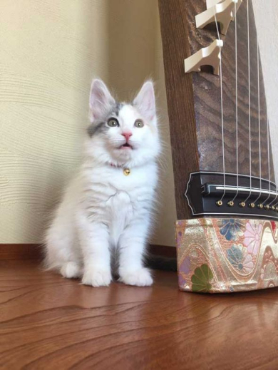 コーニャリング 猫 バイク テレビ カーブ 曲がる