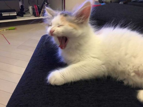 コーニャリング 猫 バイク テレビ カーブ 曲がる