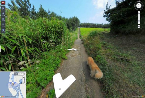 犬 ストリートビュー 韓国 ウルルン郡 Daum