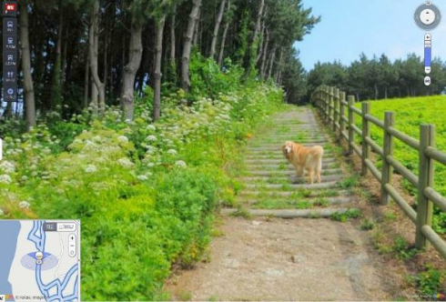 犬 ストリートビュー 韓国 ウルルン郡 Daum