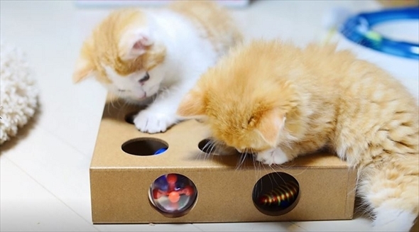 マンチカンズTV