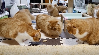 マンチカンズTV