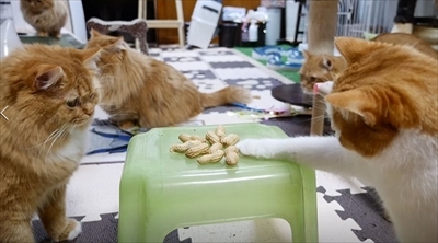 マンチカンズTV