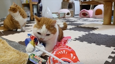 マンチカンズTV