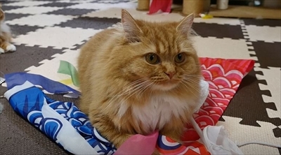 マンチカンズTV