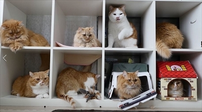 マンチカンズTV