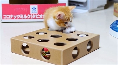 マンチカンズTV