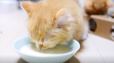 マンチカンズTV