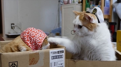 マンチカンズTV