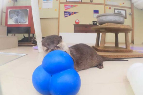 カワウソ 生中継 ニコニコ生放送 今月のいきもの けものフレンズ