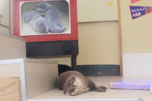 カワウソ 生中継 ニコニコ生放送 今月のいきもの けものフレンズ