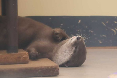 カワウソ 生中継 ニコニコ生放送 今月のいきもの けものフレンズ