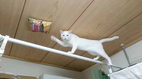 猫 スナック菓子 吊した結果