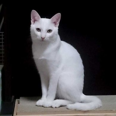 猫 スナック菓子 吊した結果