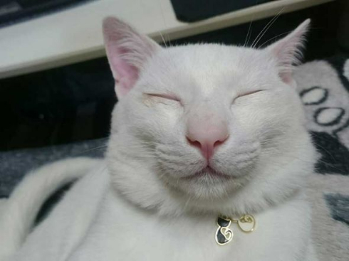 猫 スナック菓子 吊した結果