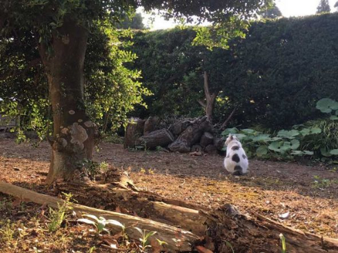 猫 サッカーボール 擬態