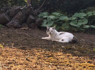 猫 サッカーボール 擬態