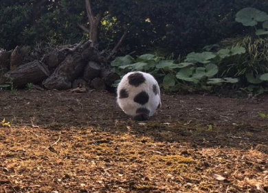 猫 サッカーボール 擬態