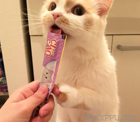 ホイップちゃん