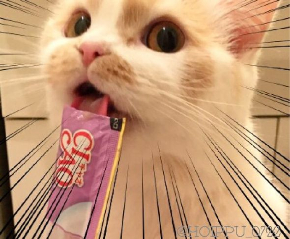 ホイップちゃん