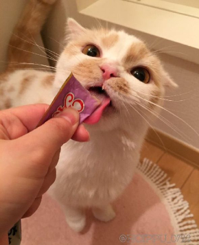 ホイップちゃん