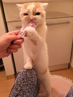 ホイップちゃん